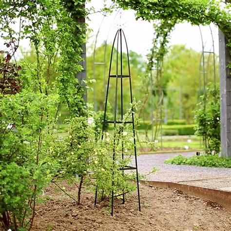 Schéma de plantation d'une plante grimpante avec support