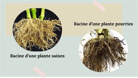 Racines de plante grasse pourries et saines