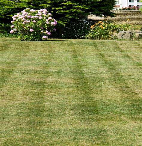 Herbe coupée fraîchement tondue dans un jardin