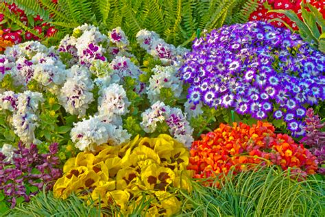 fleurs colorées de jardin d'ornement