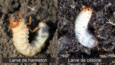 larves de cétoine dorée