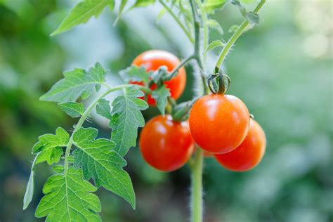 plants de tomates