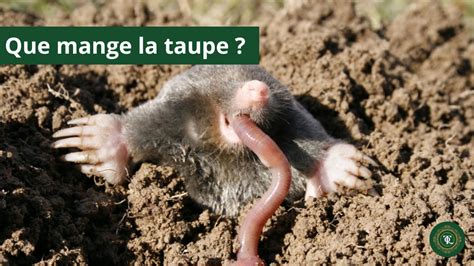 taupe dans son environnement