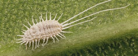 Photo macro d'une cochenille sur une feuille de succulente pour identifier les ravageurs