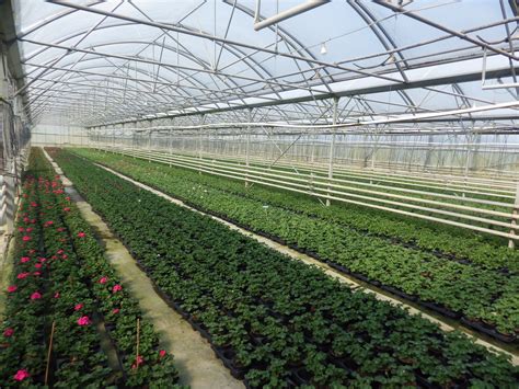 Serres horticoles modernes de production florale