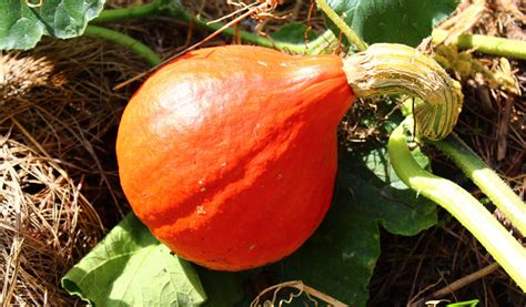 Potirons et potimarrons variés