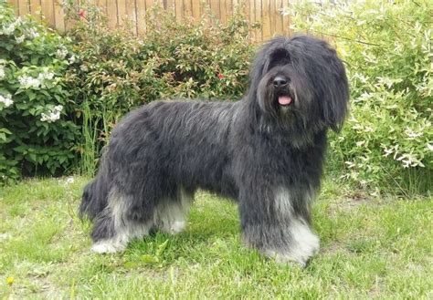 Un chien Cao de Serra de Aires en extérieur