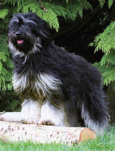 Groupe de chiens Cao de Serra de Aires lors d'une marche