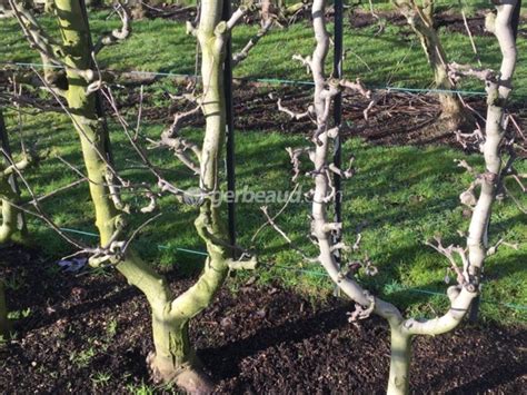 Palmette en U simple avec ses branches charpentières