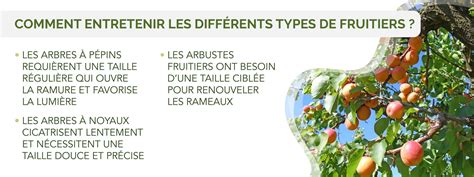 Infographie sur les besoins en ensoleillement des arbres fruitiers