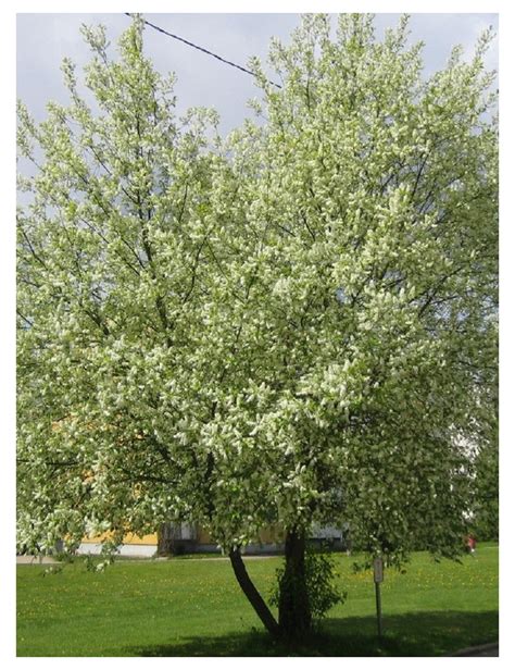 chenille de Yponomeuta mahalebella sur Prunier de Sainte-Lucie