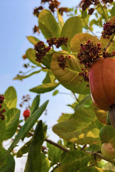Arbre anacardier en pleine floraison