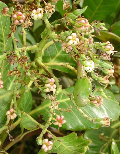 Gros plan sur les fleurs de l'anacardier