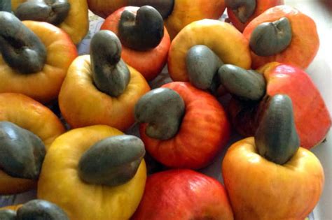 Assortiment de pommes de cajou de différentes couleurs