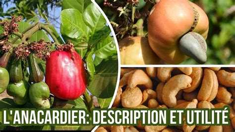 Produits dérivés de l'anacardier : noix, pomme, baume