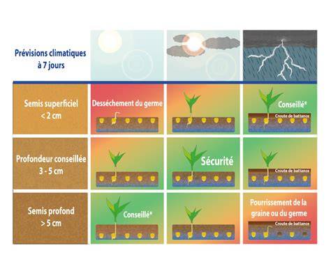 Schéma de l'implantation du sorgho avec profondeur de semis