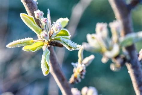 Bourgeons d'abricotier touchés par le gel
