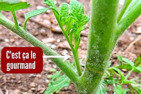 Illustration montrant où couper les gourmands sur un plant de tomate