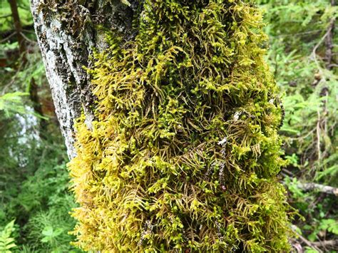 Vue rapprochée d'un tronc d'arbre fruitier recouvert de lichens et de mousses