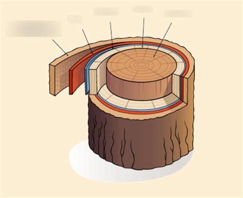 Schéma illustrant le brossage délicat d'un tronc d'arbre