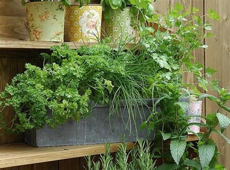 Photographie d'une jardinière sur balcon contenant de la ciboulette, du basilic et du persil