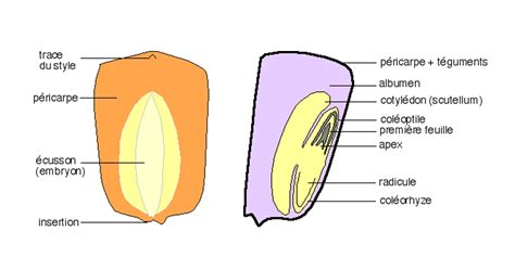 Schéma comparatif de la structure d'un grain de maïs denté versus corné montrant la répartition de l'amidon