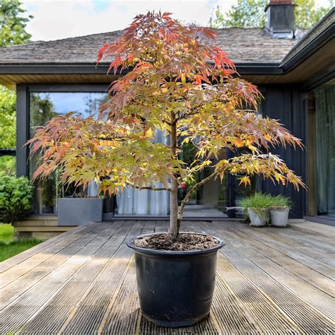 Un pot d'érable du Japon avec des fraisiers des bois en sous-bois