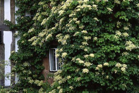 Hortensia grimpant en pleine floraison sur un mur en pierre