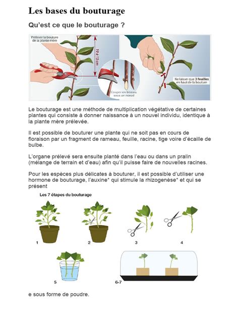 Infographie illustrant les étapes du bouturage de l'hortensia
