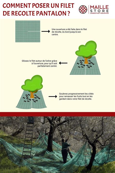 Schéma illustrant l'installation d'un filet de récolte sous la projection de la couronne d'un arbre fruitier
