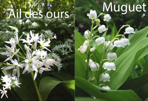 Comparaison visuelle entre le muguet et des grappes de fleurs de merisier à grappes