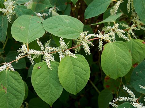 Renouée du Japon envahissant un paysage