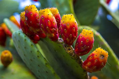 Différents types de cactus