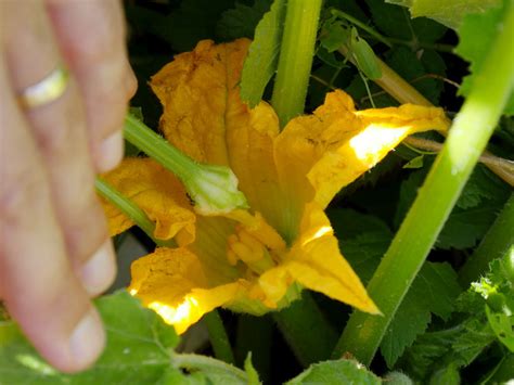 Photo montrant la pollinisation manuelle d'une fleur de courgette