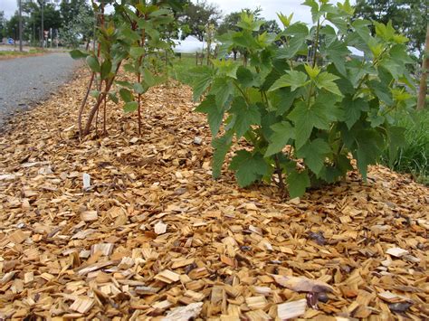 Paillage de plaquettes de bois dans un jardin