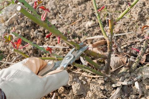 Calendrier de taille des rosiers au printemps