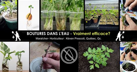 Photographie comparative d'une bouture dans l'eau montrant le développement racinaire progressif