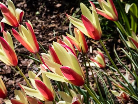 Photographie comparative entre une tulipe botanique sauvage et une tulipe horticole moderne