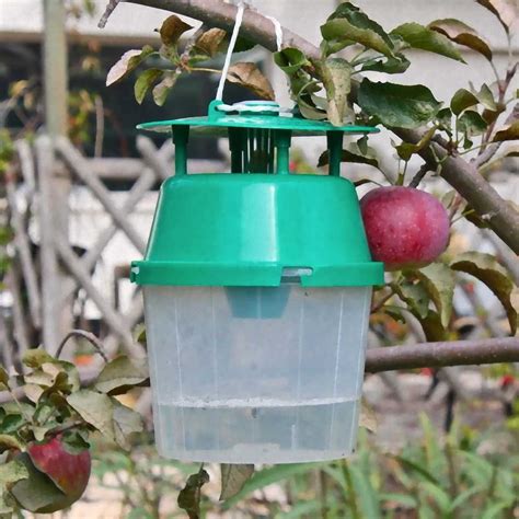 Arbre fruitier avec piège à phéromones