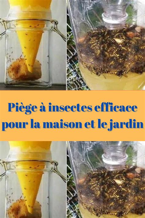 Divers pièges à insectes pour le jardin