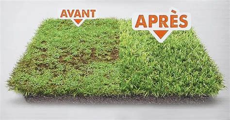 Infographie sur les étapes du regarnissage d'une pelouse