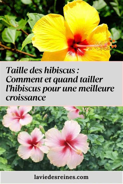 Schéma explicatif des différentes étapes de taille pour un hibiscus sur tige