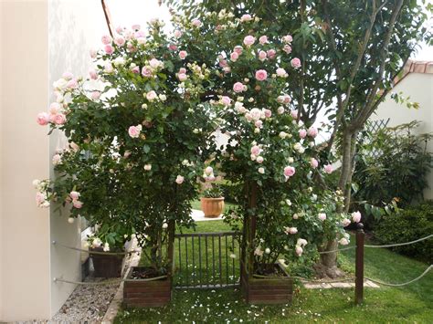 Rosier Pierre de Ronsard en pleine floraison sur une pergola