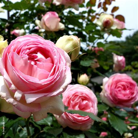 Gros plan sur les fleurs bicolores du rosier Pierre de Ronsard