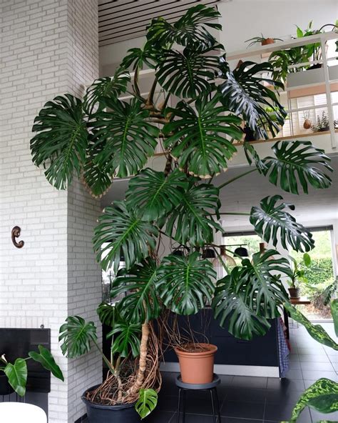 Monstera deliciosa adulte avec ses feuilles majestueuses déployées