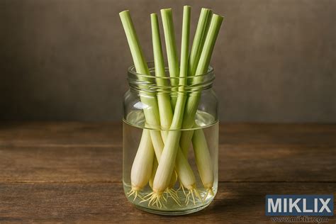 Schéma montrant l'enracinement d'une tige de citronnelle dans un verre d'eau