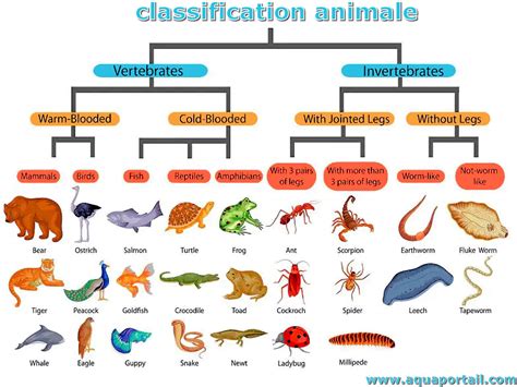 Schéma comparatif des différentes espèces d'hibiscus