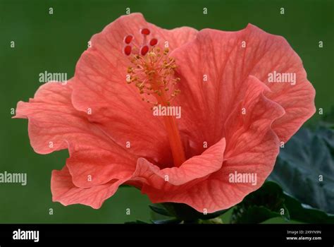 Gros plan sur une fleur d'Hibiscus rosa-sinensis aux pétales orange vif