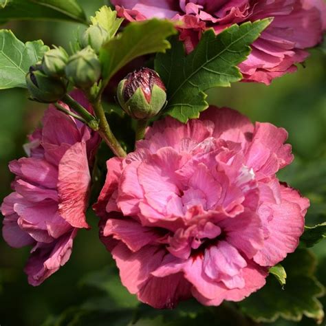 Vue d'un arbuste d'Hibiscus syriacus aux fleurs doubles orange et roses