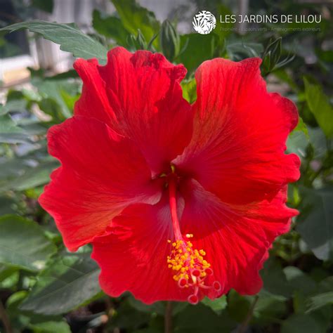 Comparaison visuelle des tailles de fleurs entre Hibiscus rosa-sinensis, Hibiscus syriacus et Hibiscus moscheutos